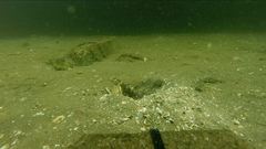 Cryptocentrus lutheri