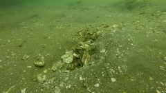 Cryptocentrus lutheri