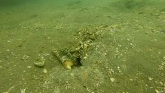 Cryptocentrus lutheri