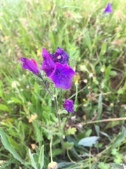 Echium plantagineum