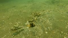 Cryptocentrus lutheri