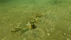 Cryptocentrus lutheri