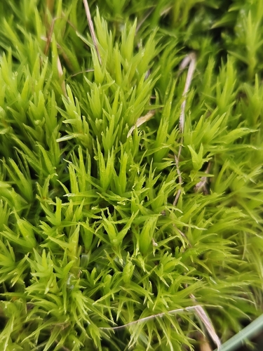 Image of Crisped Fork-Moss (Dicranum bonjeanii) by (c) Helen Waterman, some rights reserved (CC BY)