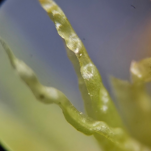Image of Dicranum bonjeanii by (c) Helen Waterman, some rights reserved (CC BY)