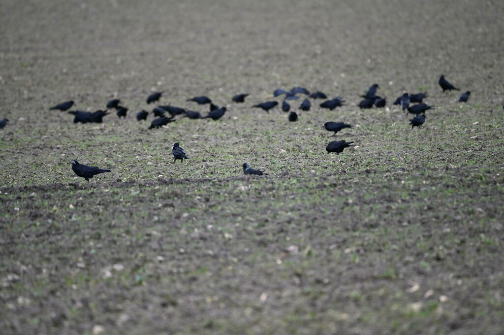 Rook in December 2023 by Tobias Polzer · iNaturalist