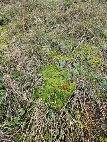 Image of Crisped Fork-Moss (Dicranum bonjeanii) by (c) Helen Waterman, some rights reserved (CC BY)