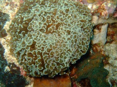 Fimbriaphyllia ancora