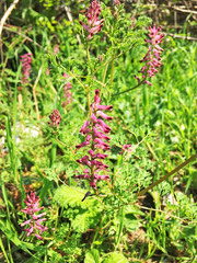 Fumaria officinalis