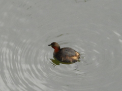 Tachybaptus ruficollis