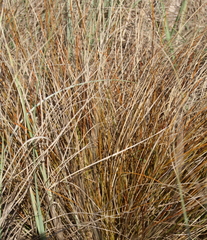 Carex flagellifera
