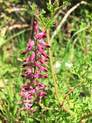 Fumaria officinalis