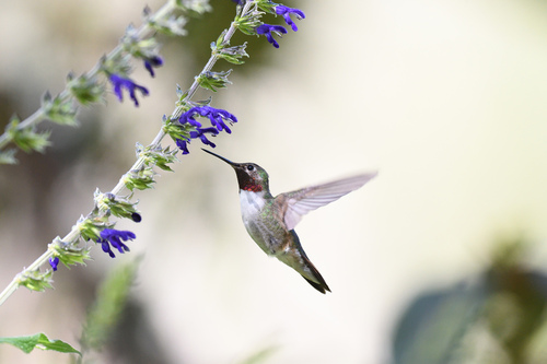 Broad-tailed Hummingbird