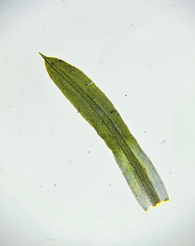 Trichostomum brachydontium