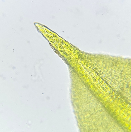 Trichostomum brachydontium