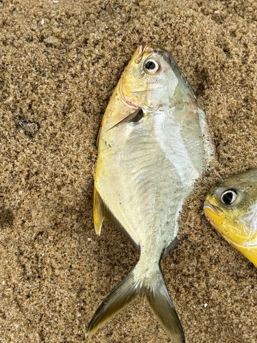 Cayenne-pompano (Trachinotus cayennensis) — Carangidae — 2