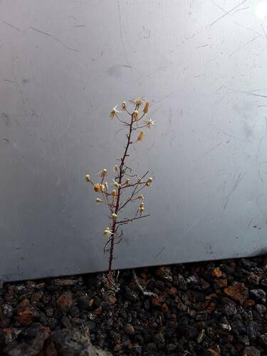 Erigeron canadensis observed 2023-10-10