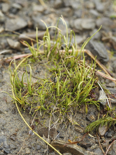 Image of Carex cirrhosa by (c) Saryu Mae 前 朝琉, some rights reserved (CC BY)