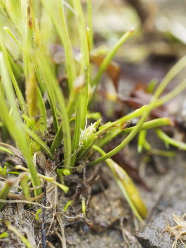 Image of Carex cirrhosa by (c) Saryu Mae 前 朝琉, some rights reserved (CC BY)