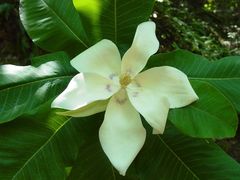 Magnolia nuevoleonensis