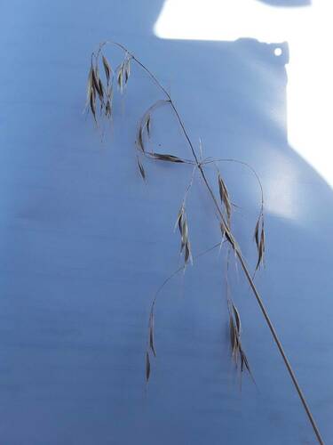 Bromus tectorum observed 2023-10-10