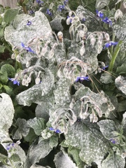 Pentaglottis sempervirens