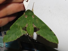 Euchloron megaera