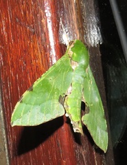 Euchloron megaera