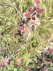 Calliandra eriophylla