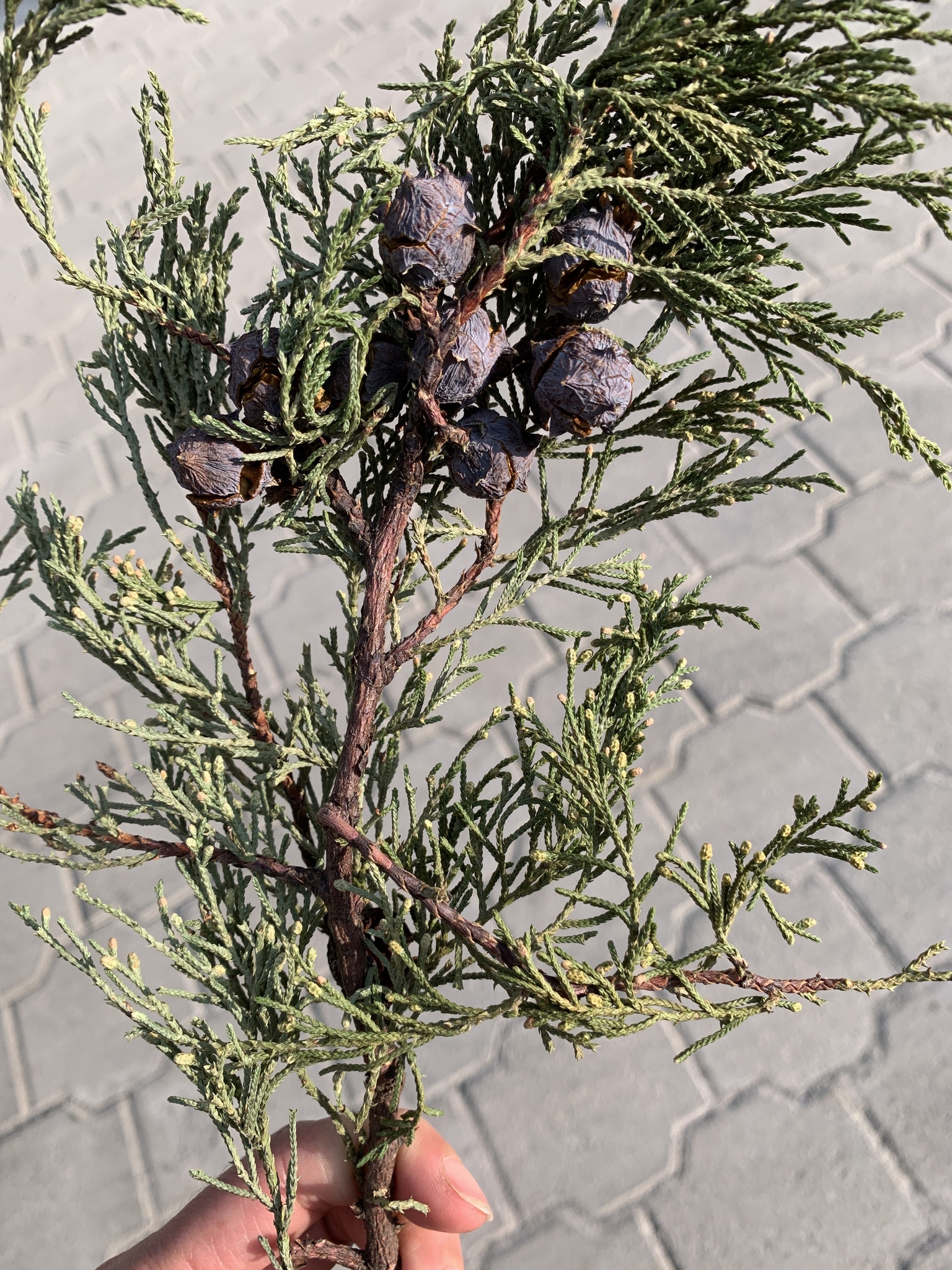 Imagem de Cedro-do-Buçaco