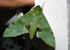 Euchloron megaera