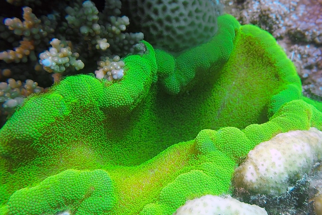 Photo of Adhesive anemone (Cryptodendrum adhaesivum)