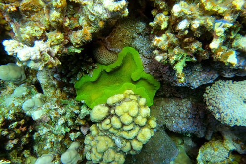 Photo of Adhesive anemone (Cryptodendrum adhaesivum)