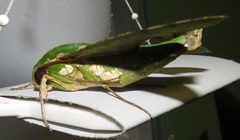 Euchloron megaera