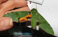 Euchloron megaera