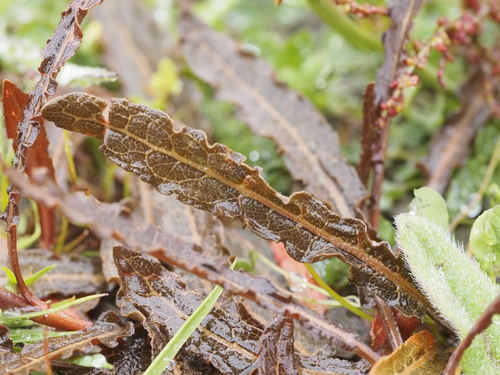 Image of Rumex flexuosus by (c) Saryu Mae 前 朝琉, some rights reserved (CC BY)