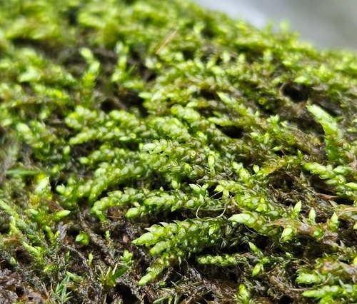 Image of Rhynchostegium murale by (c) Helen Waterman, some rights reserved (CC BY)