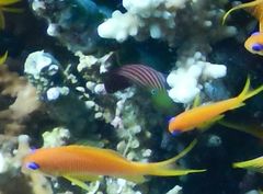 Pseudocheilinus hexataenia