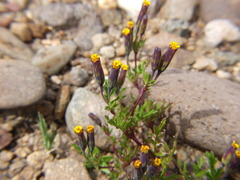 Tagetes multiflora