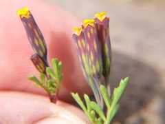 Tagetes multiflora