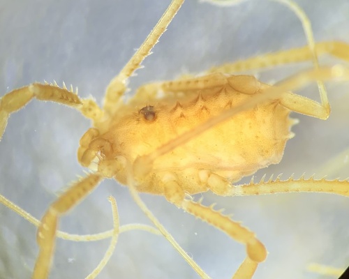 Astrobunus helleri