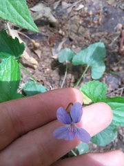 Viola edulis