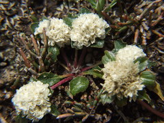 Gomphrenoideae