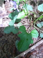 Viola edulis
