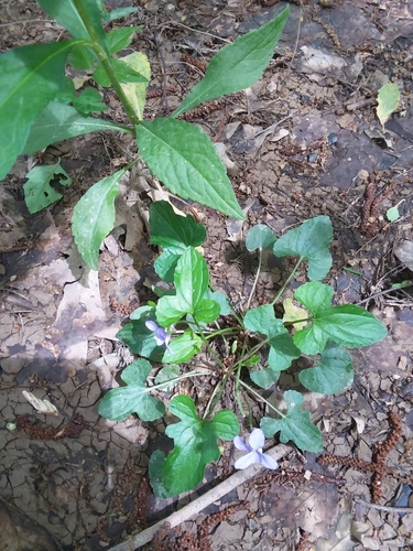 Image of Viola edulis by (c) Will McFarland, some rights reserved (CC BY)