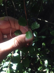 Muehlenbeckia australis × complexa