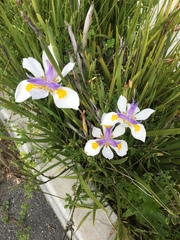Dietes