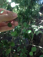 Muehlenbeckia australis × complexa