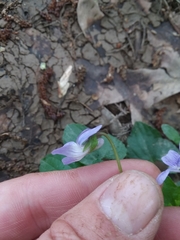 Viola edulis