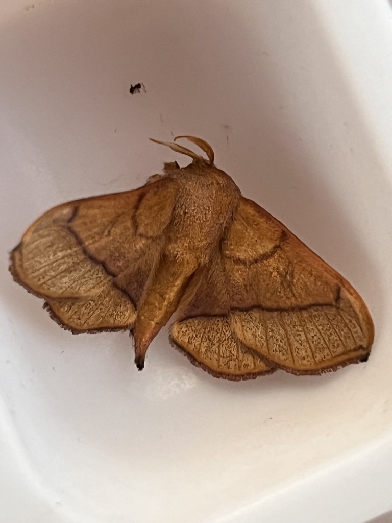 Roelofa elyanae