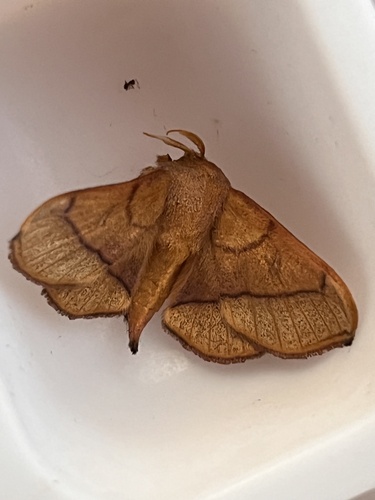 Roelofa elyanae